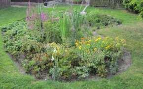 Et billede, der indeholder udendørs, plante, Bunddække, have
AI-genereret indhold kan være ukorrekt.