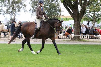 Tina Asmussen Naseba Akeema M og M St. Hestedag.jpg