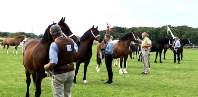 Cobhopper på stribe.JPG