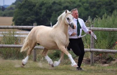 Tom Borches- Hikuai  - Cargarsar Silver Lady (sec C hoppe, født 2010).jpg