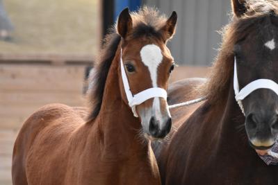 Thers Pretty Polly.jpg