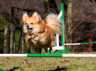 Diverse hundefotos